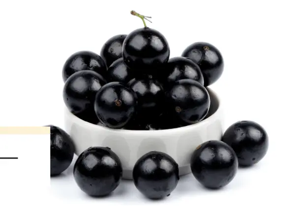 myrciaria jaboticaba